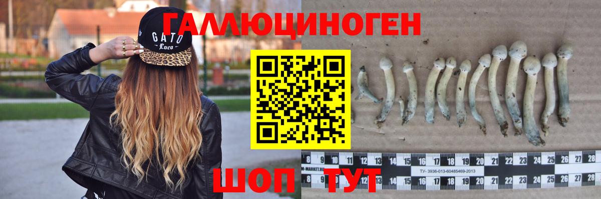 Псилоцибиновые грибы Psilocybine cubensis  Жигулёвск 